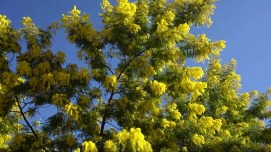 长着黄花的树