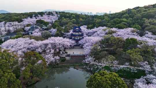 江苏 无锡 太湖 鼋头渚樱花 春天 旅游