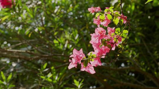 叶子花视频实拍公园里的花夏日植物花瓣4K视频素材模板下载