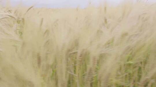 4K丰收麦田里的小麦麦子特写