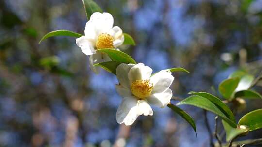 白色油茶花油茶果油茶树林山茶花实拍