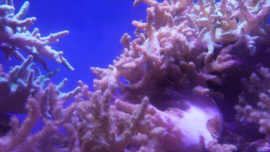 活珊瑚 海洋生物