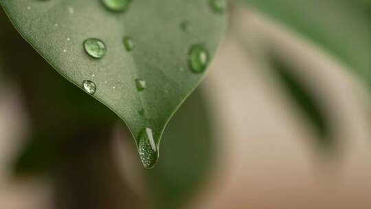 树叶滴水 树叶 水滴 叶 水 大自然水视频素材模板下载