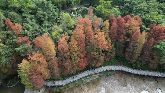 航拍广东省深圳市仙湖植物园落羽杉