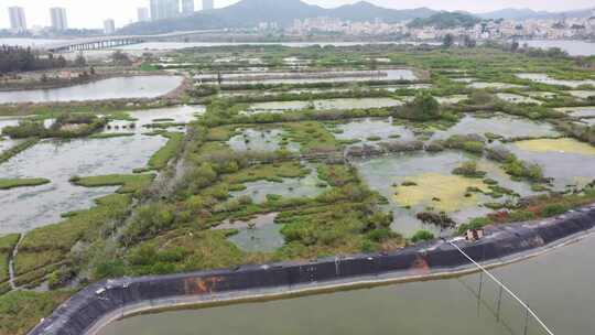 红树林基围鱼塘、红树林、白鹭