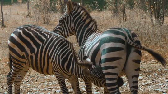 动物园斑马视频细纹斑马条纹