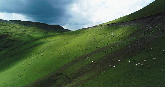 新疆草原上牛羊遍野漫步吃草