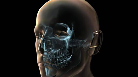 人体头部和骨骼的3D医学动画视频素材模板下载