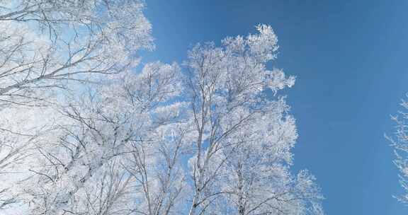 雾凇 雪景 纯净 唯美 冬季