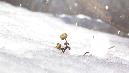 冬天下雪雪景