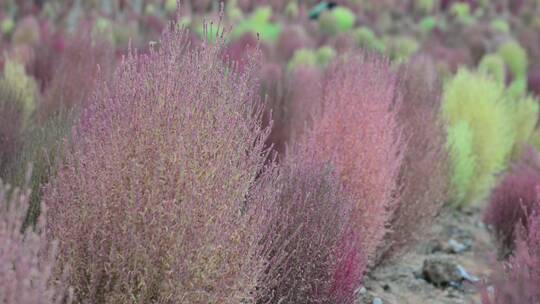 浪漫的乡村振兴植物植被地肤草