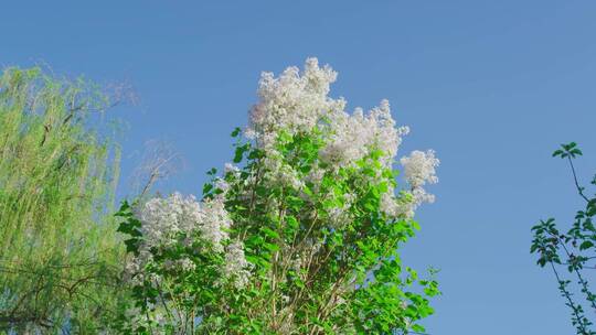 春天绿柳开花