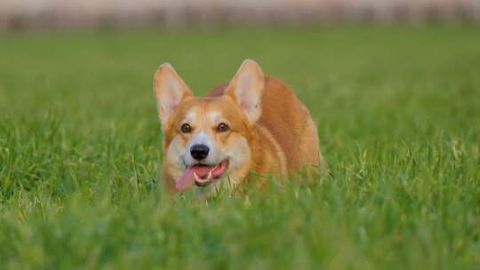 狗狗柯基在草中奔跑