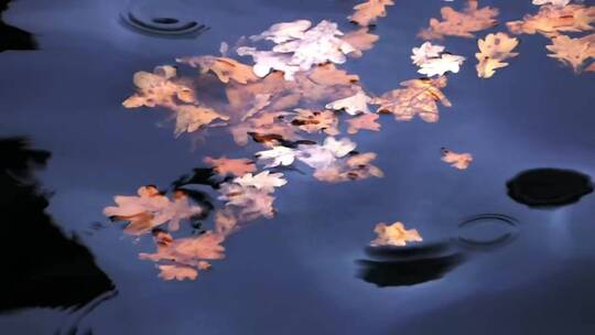 漂浮在水中的树叶