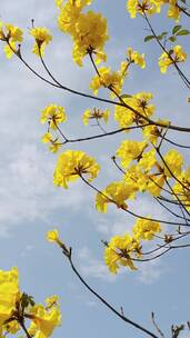 黄色的花被风吹起