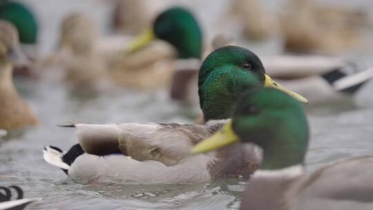 水中嬉戏的绿头鸭