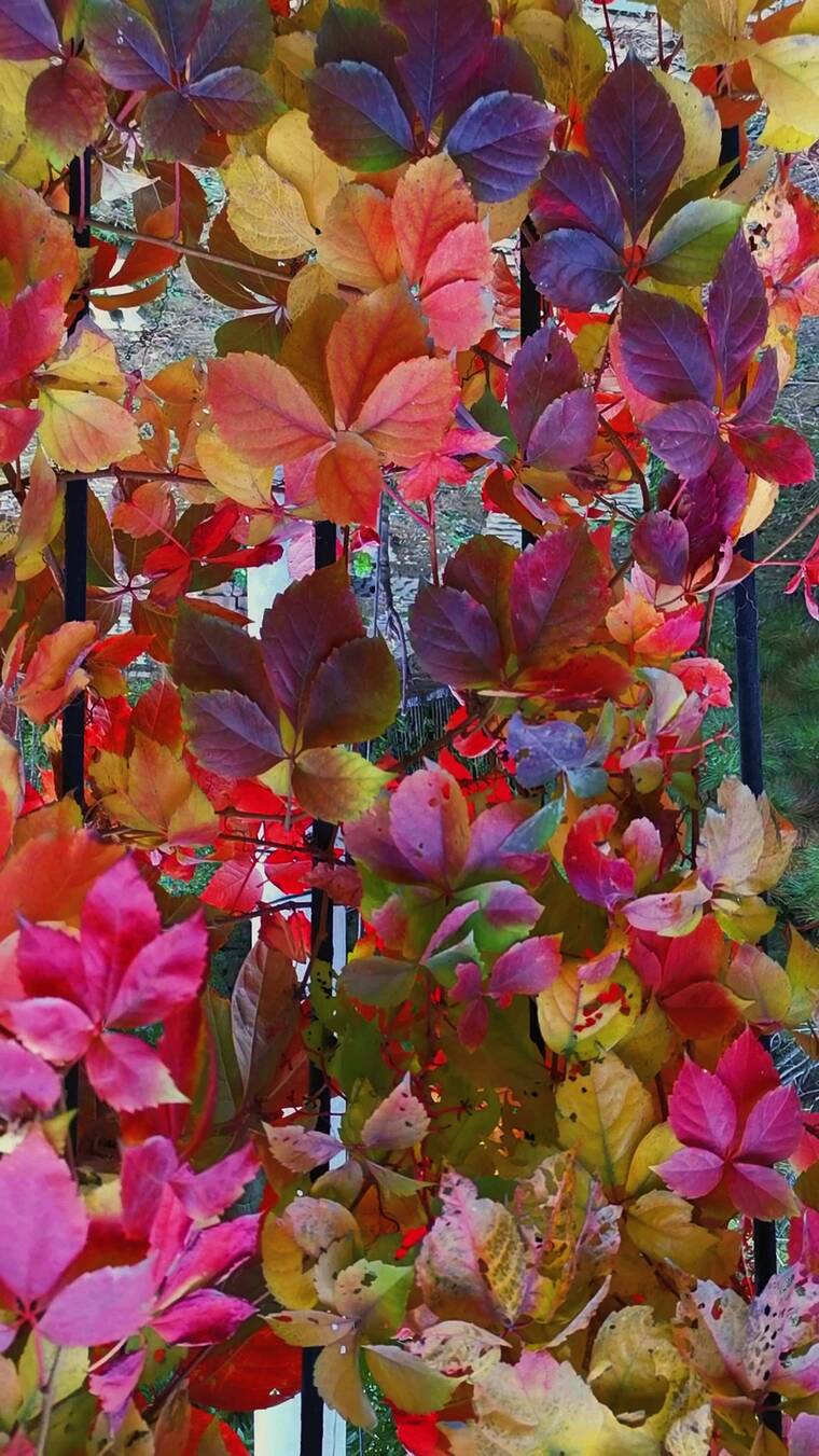 秋天来了——霜叶红于二月花（竖版）