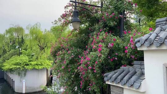 济南老城区蔷薇花盛开，路边蔷薇花美景