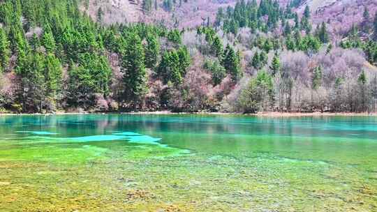 九寨沟五花海的水