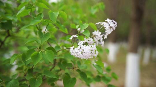 丁香花绿叶春天