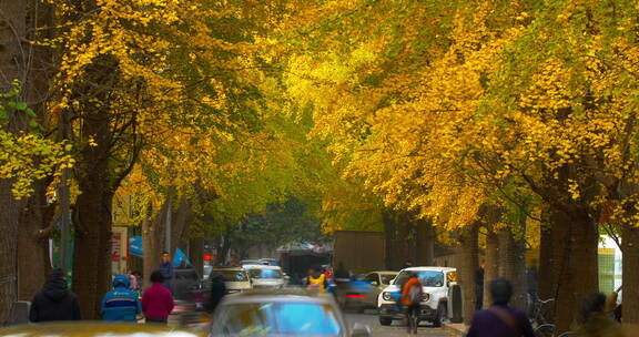 秋天金黄的银杏树下成都街道延时视频