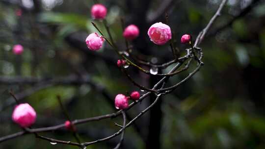 春雨中的粉色梅花