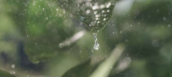 雨中打在叶子上特写镜头