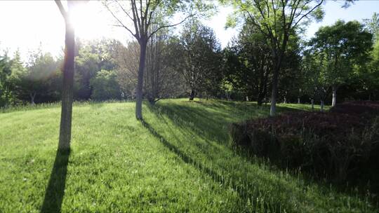 早晨阳光森林草地延时摄影