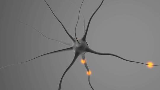 单个人体神经元结构