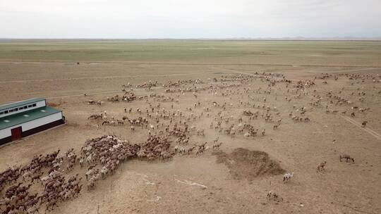 新疆航拍骆驼群