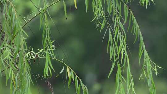 雨后挂着雨滴的柳树随风轻轻摇动