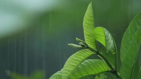 雨中的园林植物