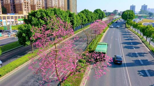 4K航拍 城市快速环线 道路隔离带 异木棉花