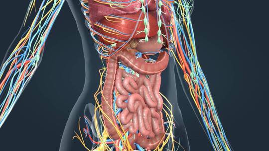 三维人体解剖重要器官消化泌尿呼吸三维动画视频素材模板下载