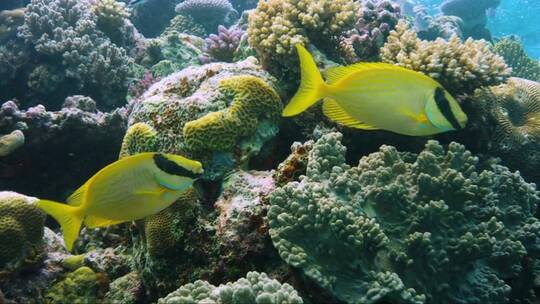 澳大利亚海底的珊瑚礁和鱼群