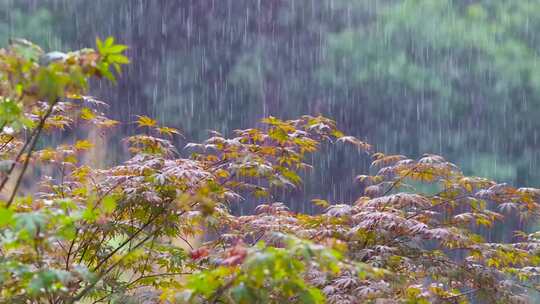 雨中红杉