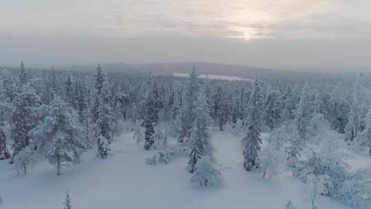 冰天雪地的原始森林4K