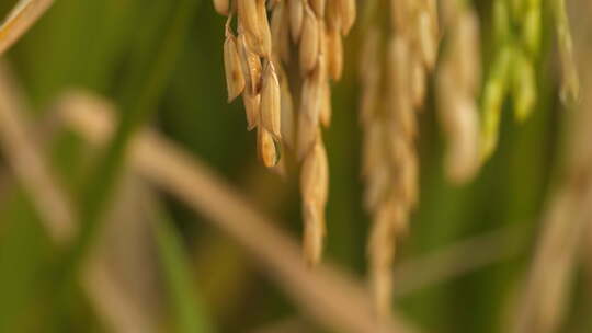 秋天水稻穗成熟五常大米丰收