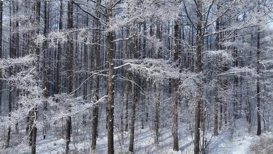 银装素裹冰雪松林