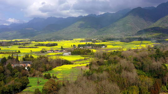 高山下的乡村金黄油菜花田