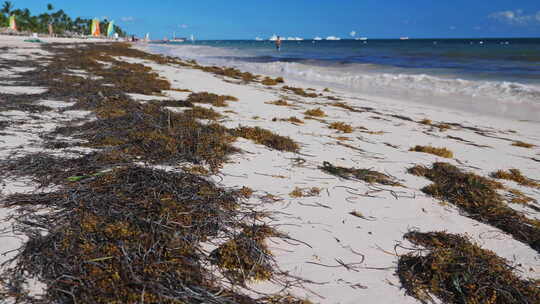热带海滩上的马尾藻