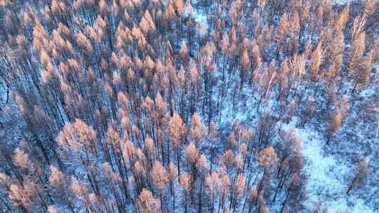 鸟瞰夕阳照耀的冬天森林雪景