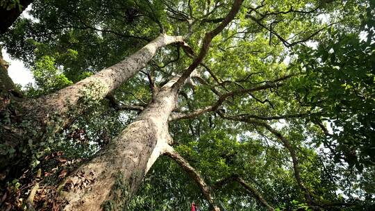 大树参天大树参天古树森林千年古树树干