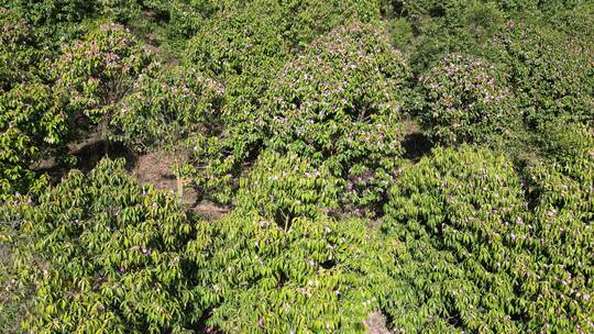 农业种植满山遍野野生山茶花盛开航拍