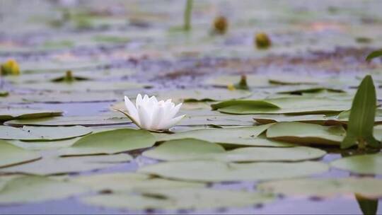 池塘里绽放的睡莲