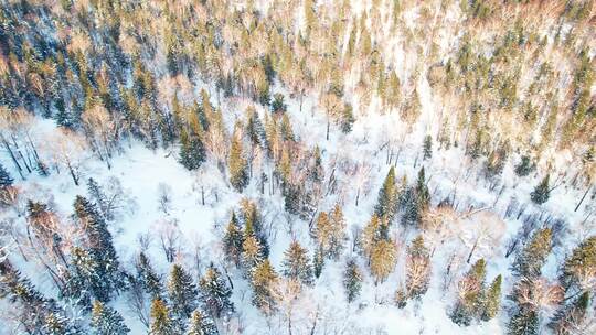 中国黑龙江大兴安岭雪原森林雪景航拍