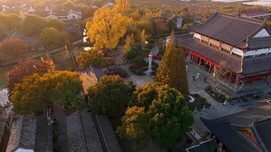 浙江嘉兴梅花洲石佛寺千年银杏航拍