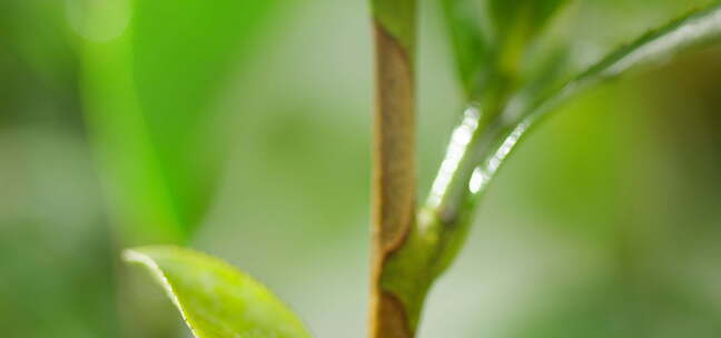 茶叶茶树 特写 阳光雨水