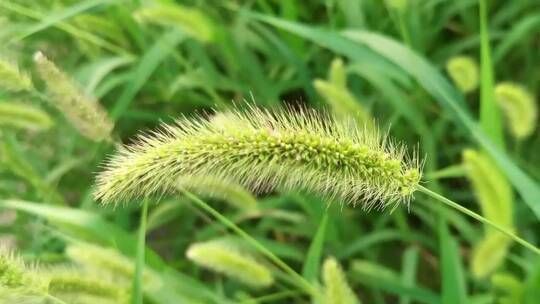 狗尾巴草特写