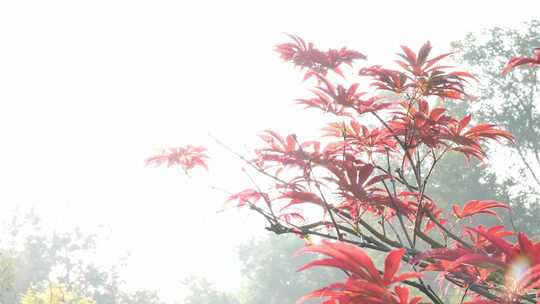 红色枫叶在阳光下的色彩美丽动人